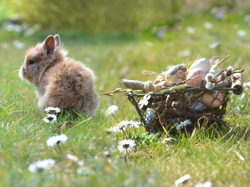 Foto: Kleines Kaninchen hockt neben Ostereiernest auf Wiese mit Gänseblümchen.